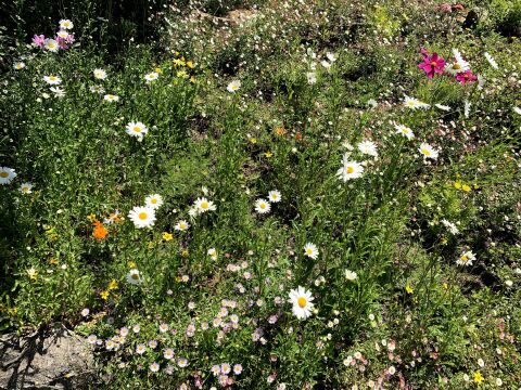 Smell the flowers